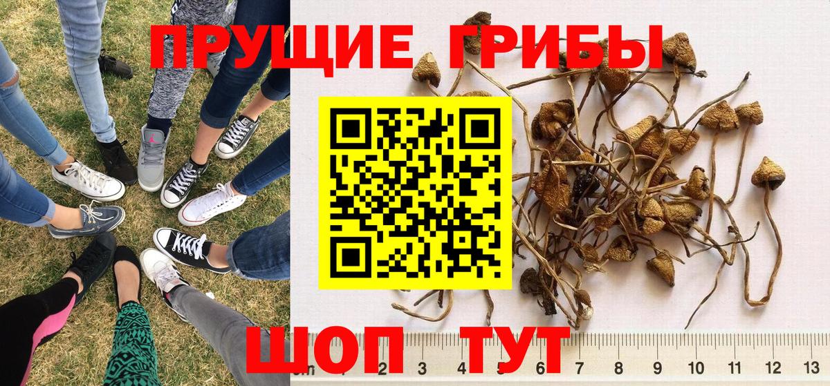 Галлюциногенные грибы Psilocybe Бийск